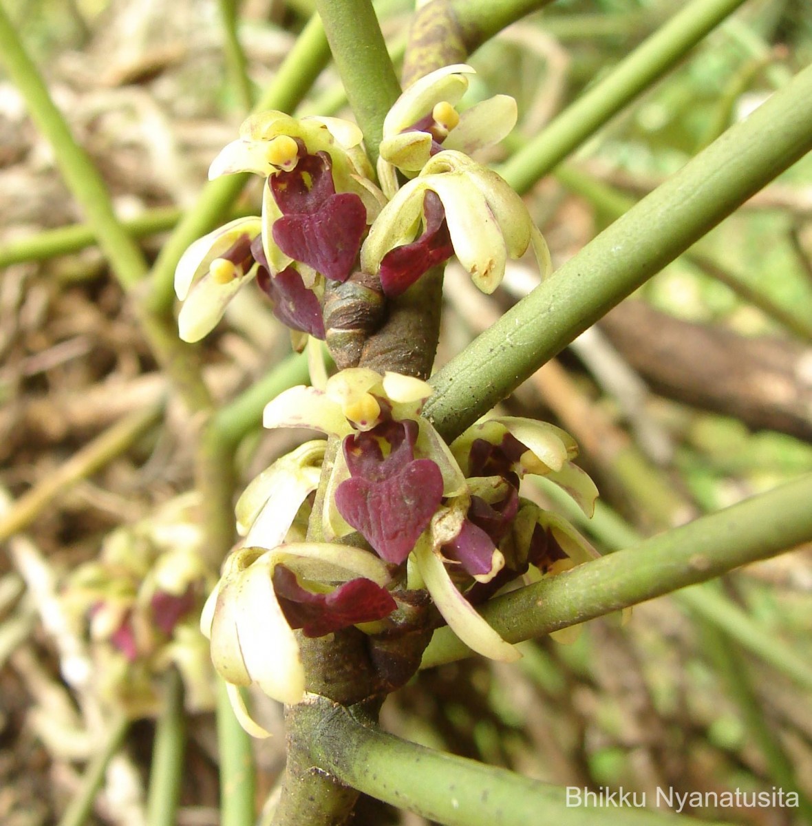 Luisia tristis (G.Forst.) Hook.f.